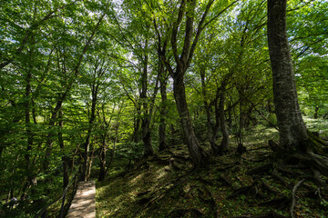 Obraz premium Rural forest on Gombori Pass