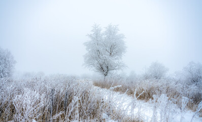Obraz na płótnie Canvas A tree covered with a thick layer of frost stands by a rural road covered with snow