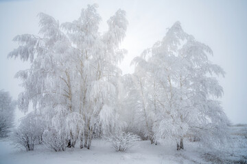 Winter landscape, the sun's rays break through the snow-covered branches of birch trees after a heavy snowfall