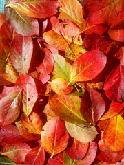 Fototapeta premium red and yellow leaves background