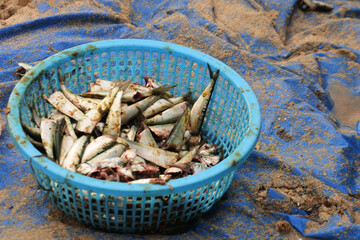 Freshly caught fish in the blue plastic basket on a dirt oilcloth material