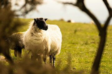 Young sheep walking and looking for fresh grass to eat during a summer morning in Cornwall, United Kingdom