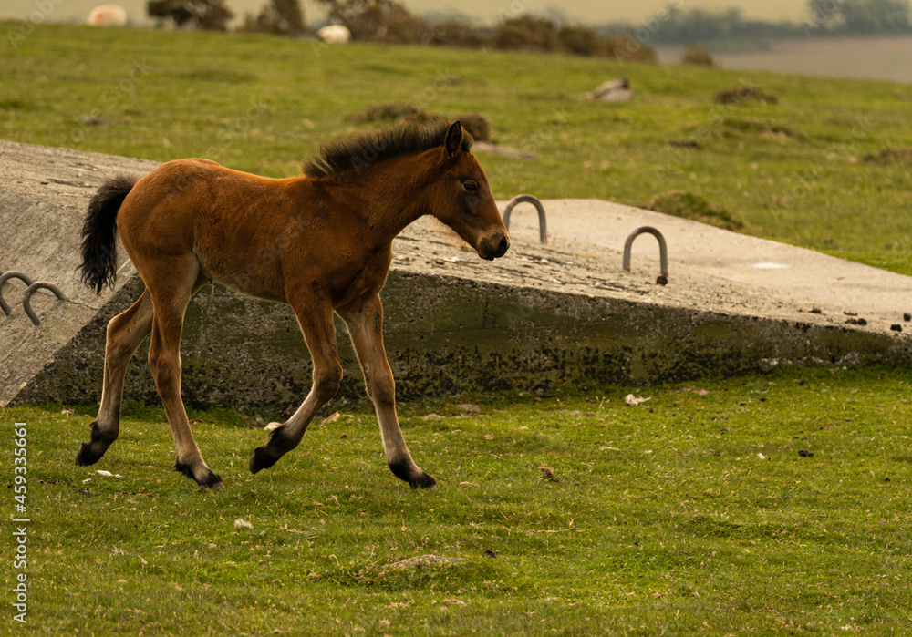 Canvas Prints Young male horse running and looking for fresh grass to eat during a summer morning in Cornwall, United Kingdom