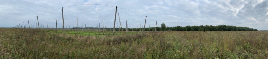 Panoramic view of ripe green hops growing on the fence. Hops for brewing.