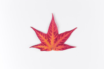 Autumn leaf isolated on white  background, Liquidambar styraciflua also known as sweetgum