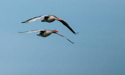Obraz premium Greylag goose in flight