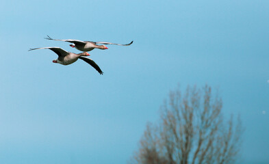 Greylag goose in flight