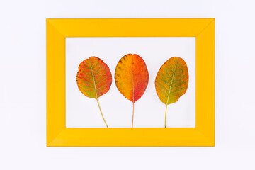 Colorful autumn leaves in bright yellow frame ,  minimal nature seasonal concept
