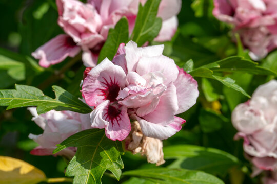 Hibiscus 'Lady Stanley' a summer flowering shrub plant with a pink red summertime flower commonly known as rose of Sharon, stock photo image