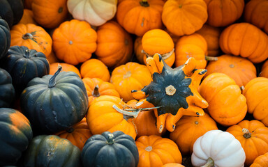 Divers assortment of pumpkins at the farmer market.
