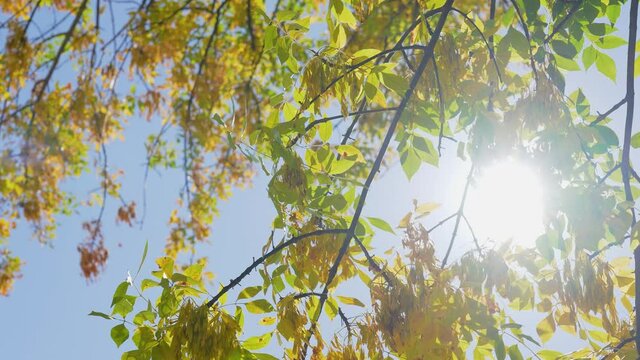 4k video footage of many leafy trees with green and yellow seasonal autumn leaves isolated on bright sunny clear blue sky with magic morning sunshine through branches