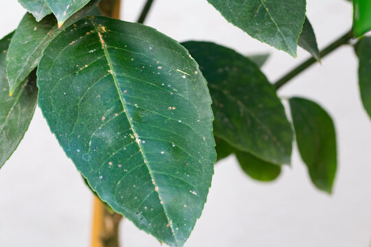 Aonidiella aurantii or red scale is an armored scale insect and a major pest of citrus