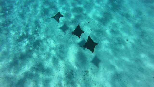 French Polynesia Eagle Rays underwater diving video from coral reef lagoon, Pacific Ocean. Marine life, fish, eagle ray from snorkeling and diving travel vacation cruise ship adventure in Tahiti.
