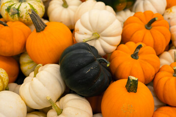 Autumn holiday pumpkin arrangement against