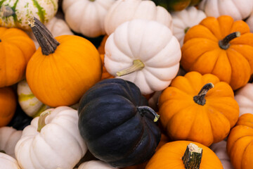 Autumn holiday pumpkin arrangement against