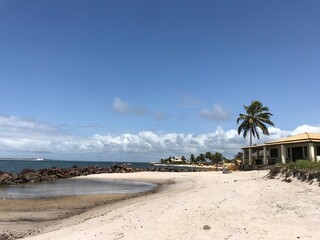 beach with palm trees