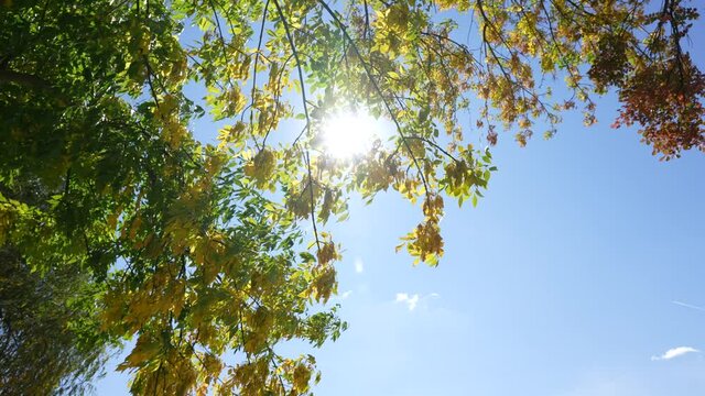4k video footage of many leafy trees with green and yellow seasonal autumn leaves isolated on bright sunny clear blue sky with magic morning sunshine through branches