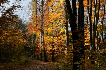 Path in deciduous forest in autumn - colorful beech trees in the afternoon sunlight - obrazy, fototapety, plakaty