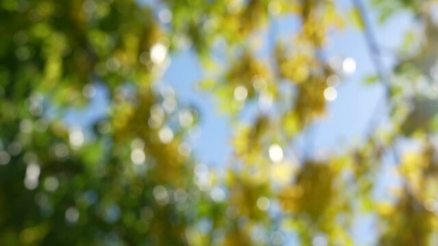 4k blurry colourful video footage of many defocused leafy trees with green and yellow seasonal autumn leaves isolated on bright sunny clear blue sky with magic morning sunshine through branches