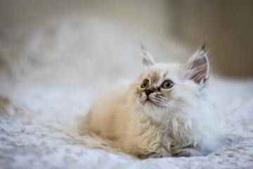 little cute gray kitten looks to the side. Kitty. eyes. cute. copyspace