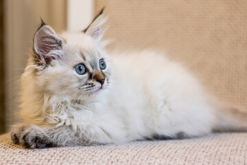 little cute gray kitten looks to the side. Kitty. eyes. cute. copyspace