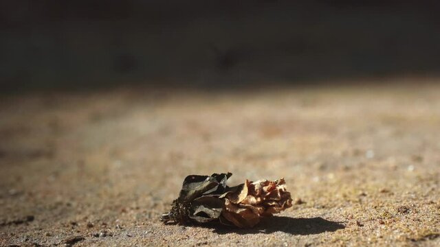 Bagworm moth caterpillar with a house made of dry rose, walking on the ground - 4k graded footage