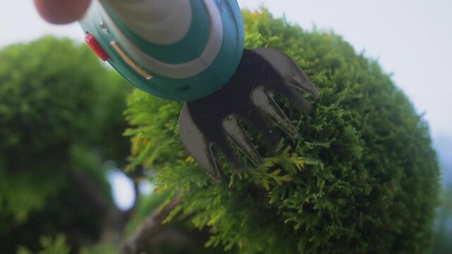 The gardener's hands are cutting a cypress bush with a compact electric trimmer. Slow motion.