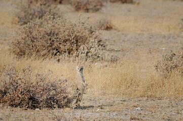 Yellow mongoose