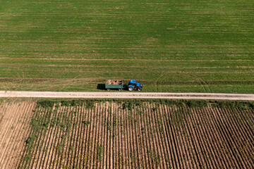 Aerial view at a potatoe harvesting tractor, with lots of potatoes stacked up.