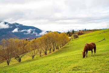 Fototapeta premium A handsome stallion walks in the field and eats juicy grass