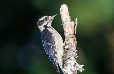 A female Hairy woodpecker 