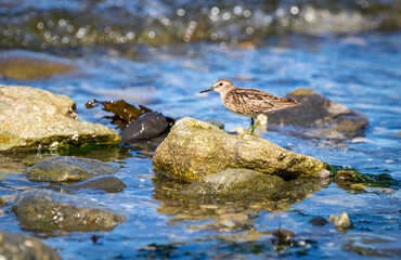 A Least sandpiper 