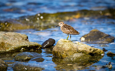 A Least sandpiper 