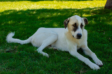 cute white stray dog ​​lying in the park. He was subjected to violence and injured one eye.