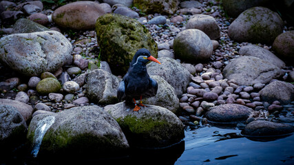Obraz premium The red beak bird looking for food