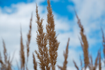 Fototapeta premium Dry grass against a blue sky with clouds. Beige dry pampas grass against the blue sky. Flowering grass.
