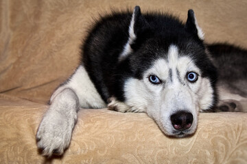 Husky lies on the sofa and looks away. Portrait of gorgeous Siberian Husky dog. Husky with beautiful blue eyes.