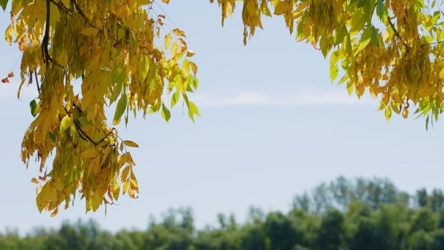 4k video footage of many leafy trees with green and yellow seasonal autumn leaves isolated on bright sunny clear blue sky. Abstract natural background
