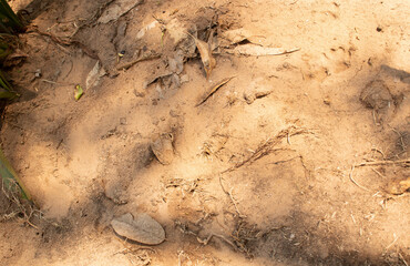 Desert texture dry ground