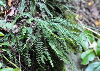 Asplenium trichomanes fern grows on the stone