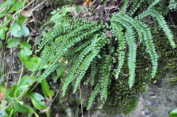 Asplenium trichomanes fern grows on the stone