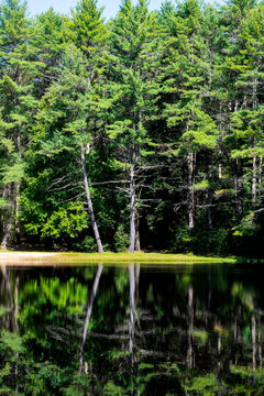 reflections on beaman pond
