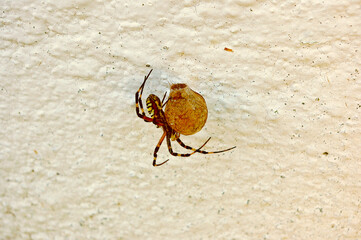 Spider female with egg sac on a white rustic wall. Insect on a white background