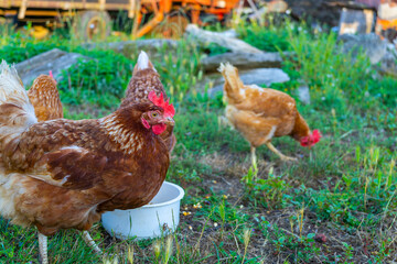 Gallinas en libertad en el campo.