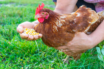Gallina comiendo maíz.