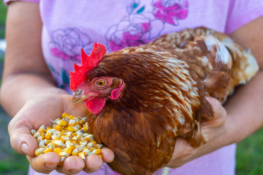 Gallina comiendo ma&iacute;z cogida en brazos.