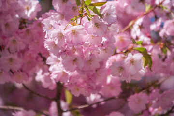 Lush blooming pink sakura blossoms. Spring Background image