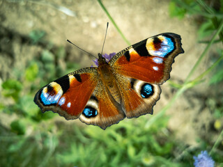 The peacock eye is a bright European butterfly with spotted eyes on its wings. A subfamily of true nymphalids.