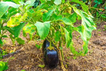 Berenjena plantada en la huerta.