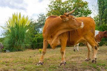 Vaca rubia gallega en el campo.